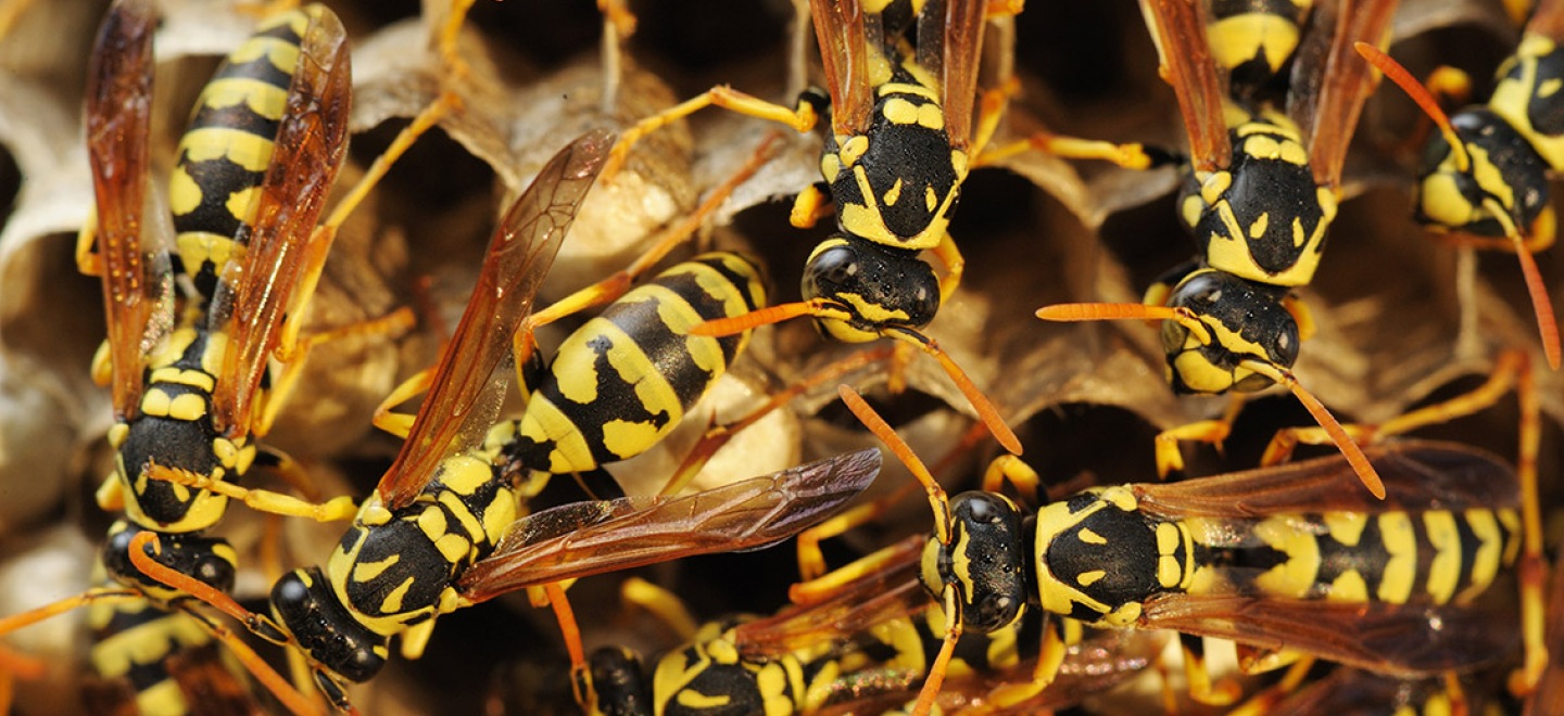 Destruction de nid de guêpes Delle