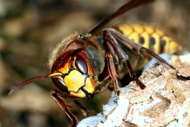 Nid de frelons Destruction nid de guêpes et frelons Haut-Rhin