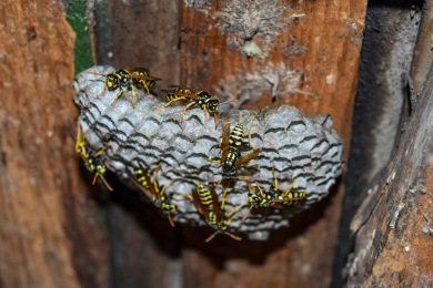 Nid de guêpes Destruction Nid de Guêpes et Frelons Auvergne-Rhône-Alpes