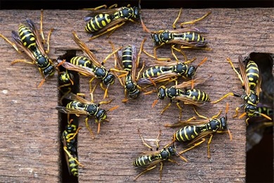 Nid de Guêpes Destruction de nid de guêpes à Lyon et Rhône