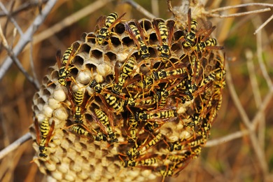 Nid de guêpes Destruction nid de guêpes et frelons Laxou