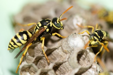 Nid de guêpes Destruction nid de guêpes et frelons Ostwald